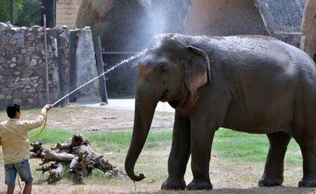 देश के चिड़यिाघर कर्मचारी सफारी पार्क में सीखेंगे वन्य जीवों का रखरखाव देश के चिड़यिाघर कर्मचारी सफारी पार्क में सीखेंगे वन्य जीवों का रखरखाव