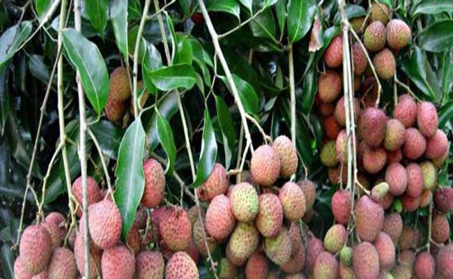 लीची की खेती से चोखा मुनाफा कमा रहे है बाराबंकी के किसान लीची की खेती से चोखा मुनाफा कमा रहे है बाराबंकी के किसान