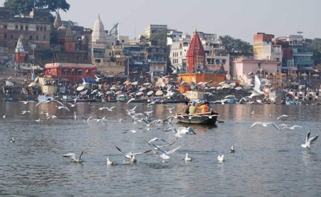 साइबेरियन पक्षियों से गुलजार संगम तट साइबेरियन पक्षियों से गुलजार संगम तट
